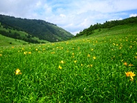 高山植物を見られる山